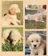 Golden Retriever Puppies for sale in Patrick, SC 29584, USA. price: $1,900