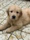 Golden Retriever Puppies for sale in 3895 NW 2nd Terrace, Miami, FL 33126, USA. price: $2,000