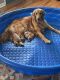 Golden Retriever Puppies for sale in Pickens, SC 29671, USA. price: NA