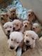 Golden Retriever Puppies for sale in Readsboro, VT 05350, USA. price: NA