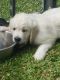 Golden Retriever Puppies for sale in Goose Creek, SC, USA. price: NA