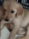 Golden Retriever Puppies for sale in Spartanburg, SC, USA. price: $800
