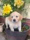 Golden Retriever Puppies for sale in Dallas, TX, USA. price: NA