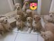 Golden Retriever Puppies for sale in El Paso, TX, USA. price: NA