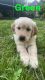 Golden Retriever Puppies for sale in Akron, OH, USA. price: NA