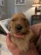 Golden Retriever Puppies for sale in Fair Play, SC 29643, USA. price: $1,500