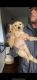 Golden Retriever Puppies for sale in Colorado Springs, CO, USA. price: $1,000
