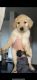 Golden Retriever Puppies for sale in Colorado Springs, CO, USA. price: $1,000