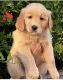 Golden Retriever Puppies for sale in Fontana, CA 92336, USA. price: NA