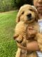 Golden Retriever Puppies for sale in Williamson, GA 30292, USA. price: $1,000