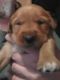 Golden Retriever Puppies for sale in Necedah, WI 54646, USA. price: $1,500