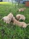 Golden Retriever Puppies for sale in Austin, TX, USA. price: NA