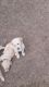 Golden Retriever Puppies for sale in Osceola, WI 54020, USA. price: $1,000