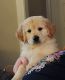 Golden Retriever Puppies for sale in Canyon, TX 79015, USA. price: $1,300