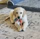 Golden Retriever Puppies for sale in Canyon, TX 79015, USA. price: $1,200