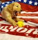 Golden Retriever Puppies for sale in Macomb County, MI, USA. price: $1,500
