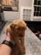 Golden Retriever Puppies for sale in Adairsville, GA 30103, USA. price: $650