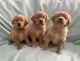 Golden Retriever Puppies for sale in Chesterfield Township, MI, USA. price: $550