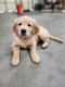 Golden Retriever Puppies for sale in Fruita, CO 81521, USA. price: $800