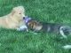 Golden Retriever Puppies for sale in Johnstown, CO, USA. price: $350