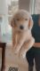Golden Retriever Puppies for sale in Chino Hills, CA, USA. price: $900