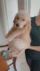 Golden Retriever Puppies for sale in Chino Hills, CA, USA. price: $900