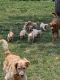 Golden Retriever Puppies for sale in Cedar Rapids, IA, USA. price: $400