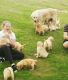 Golden Retriever Puppies for sale in Salt Lake City, UT, USA. price: $800