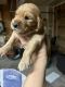 Golden Retriever Puppies for sale in Aurora, CO, USA. price: $850