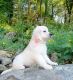 Golden Retriever Puppies for sale in Phillipsburg, NJ 08865, USA. price: $2,500
