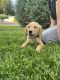 Golden Retriever Puppies for sale in Denver, CO, USA. price: $900