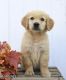 Golden Retriever Puppies for sale in Iselin, Woodbridge Township, NJ, USA. price: $1,000
