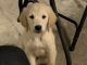 Golden Retriever Puppies for sale in Cochran, GA 31014, USA. price: $500