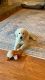 Golden Retriever Puppies for sale in Irvine, CA, USA. price: $1,000