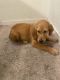 Golden Retriever Puppies for sale in Merced, CA, USA. price: $1,000