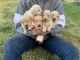 Golden Retriever Puppies for sale in Elwood, NE 68937, USA. price: $600