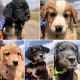 Golden Retriever Puppies for sale in Ellicott, CO 80808, USA. price: $500