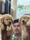 Golden Retriever Puppies for sale in Mysuru, Karnataka, India. price: 13,000 INR