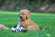 Golden Retriever Puppies for sale in Dalton, OH 44618, USA. price: $1,495