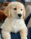 Golden Retriever Puppies for sale in Los Angeles, CA, USA. price: $700