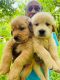 Golden Retriever Puppies for sale in Hyderabad, Telangana, India. price: 15,000 INR