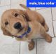 Golden Retriever Puppies for sale in Gray, GA 31032, USA. price: $900