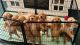 Golden Retriever Puppies for sale in Flowery Branch, GA 30542, USA. price: $1,000