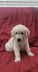 Golden Retriever Puppies for sale in Beaumont, CA, USA. price: NA