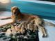 Golden Retriever Puppies for sale in Fruita, CO 81521, USA. price: $1,800