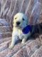 Golden Retriever Puppies for sale in Denver, CO, USA. price: $1,200