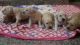 Golden Retriever Puppies for sale in Bengaluru, Karnataka, India. price: 18,000 INR