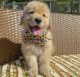Golden Retriever Puppies for sale in Torrance, CA, USA. price: $1,100