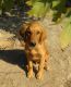 Golden Retriever Puppies for sale in West Point, IA 52656, USA. price: $600