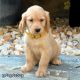 Golden Retriever Puppies for sale in 558 Mountain Ave, Bound Brook, NJ 08805, USA. price: $1,500